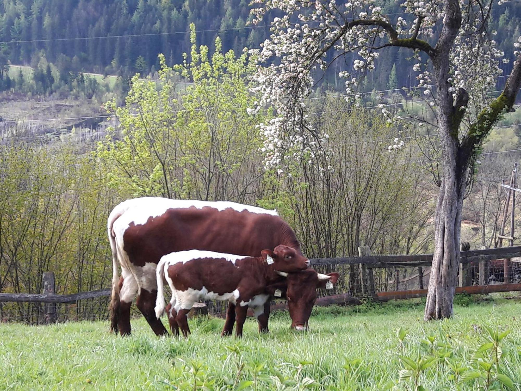 Ferienhaus Lechnerhof Schladming Buitenkant foto